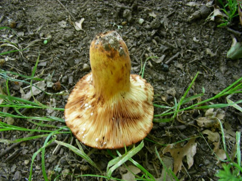 3) FOtografati il 16.06.2012. sotto Quercia